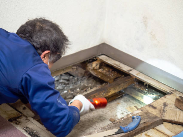 Monroe, NC Mold Removal Company