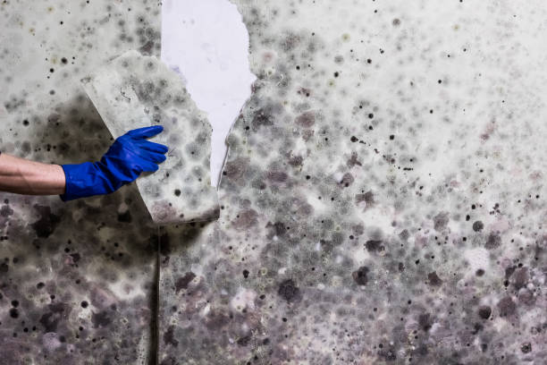 Best Emergency Mold Removal  in Monroe, NC